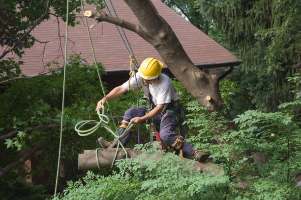 How Our Tree Care Process Works  in  Fayetteville, TN