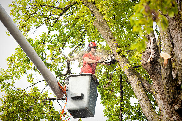 Best Tree Removal  in Fayetteville, TN