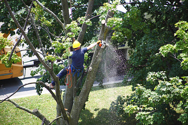 Best Tree Risk Assessment  in Fayetteville, TN