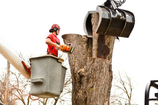 Trusted Fayetteville, TN Tree Removal Services Experts